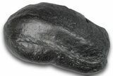 Fossil Whale Ear Bone - South Carolina #248397-1